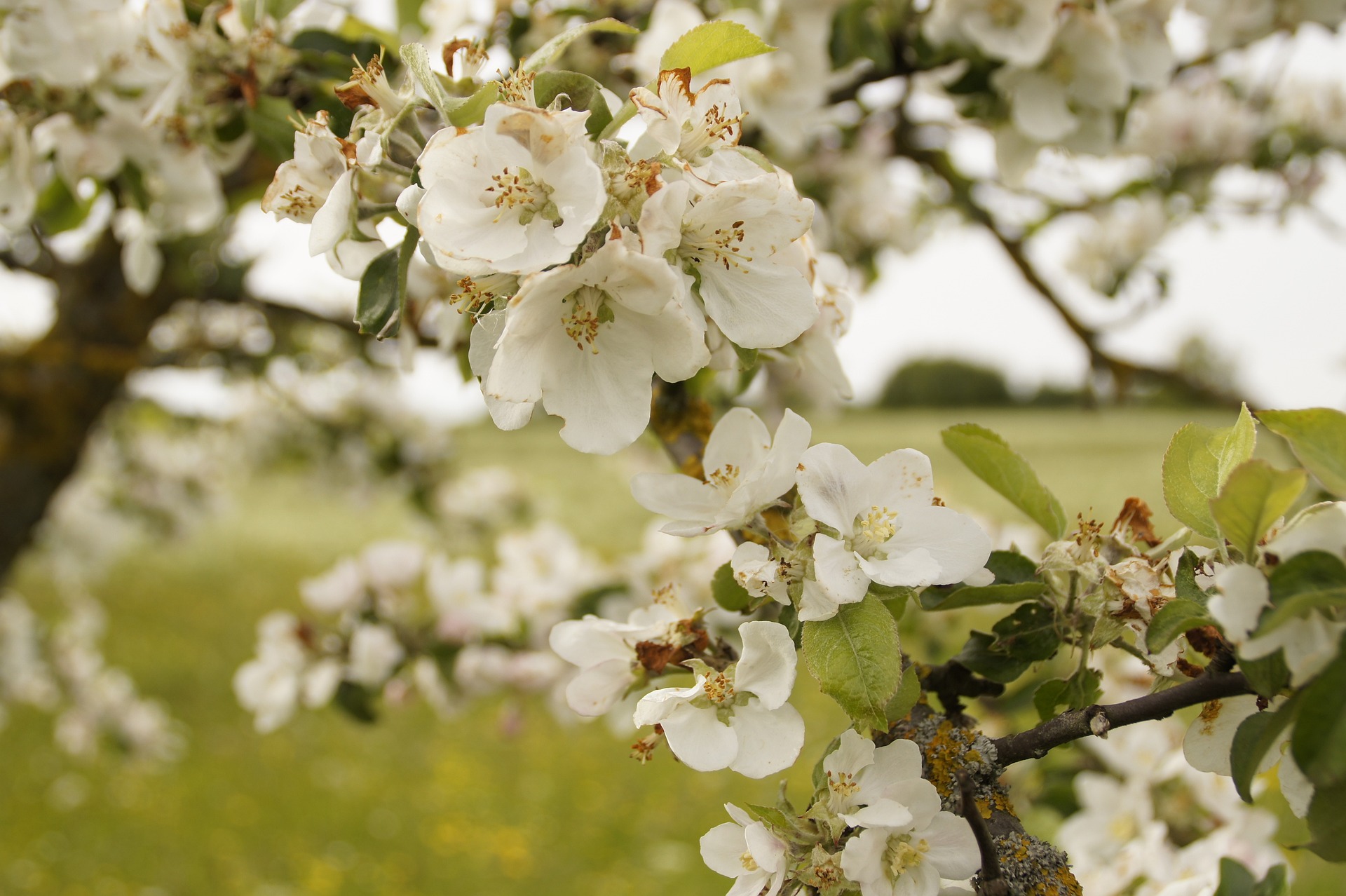 Apfelblüte